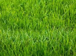 What Is The Best Height To Cut Grass