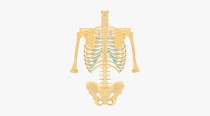 The head of the rib is on the posterior extremity, and it articulates with vertebrae via two facets, which are separated by a bony crest. Posterior View Of The Vertebral Column And Rib Cage Thoracic Vertebrae On Skeleton Hd Png Download Transparent Png Image Pngitem