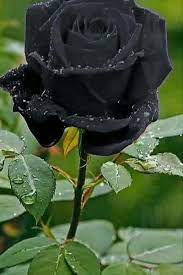 black rose hd phone wallpaper peakpx