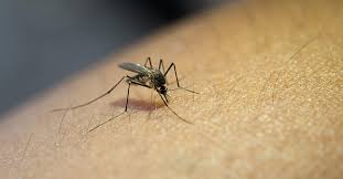 malaria the dangers of a mosquito bite