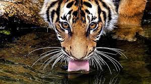 tiger drink water tiger drinking hd