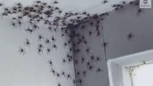 Spiders Infest Daughter S Bedroom