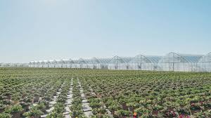 Supply Chain Challenges Greenhouse