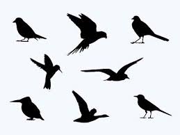 free birds silhouette psd