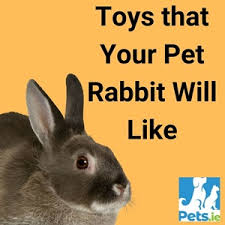 These are just some of the things you can make out of recycled toilet roll tubes to keep your small pet happy and your wallet full! Toys That Your Pet Rabbit Will Like Pets Ie