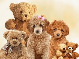 25 dog breeds that look like teddy bear