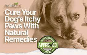 cbd for dogs with allergies help a