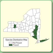 Lotus tenuis - Species Page - NYFA: New York Flora Atlas