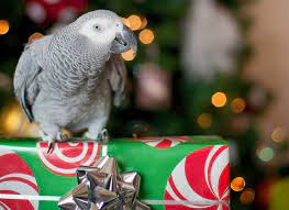 8 fun gifts for parrot owners