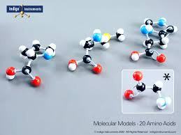 amino acid structure molecular model