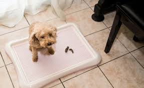 Ginger certainly broke sunset goldendoodles record by having 12 puppies! Puppy Pad Training 101 How To Teach Your Pup To Use Potty Pads