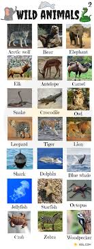 Wild Animals List Of Wild Animal Names With Images 7 E S L