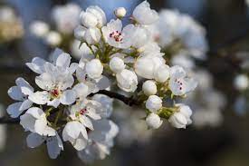 Spring is here! And so are the semen trees. | Grist