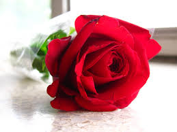 a single red rose one sided love