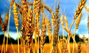 Price Of Wheat Reaches Highest Level Of The Past Few Years