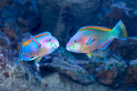 parrotfish images browse 9 062 stock