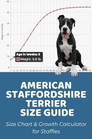 american staffordshire terrier size