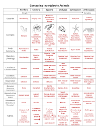 Invertebrate Chart Key Flow Chart Showing Invertebrates