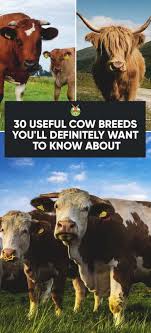 30 Best Cow Breeds For Meat And Milk Youll Want To Know About