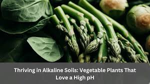 like alkaline soil