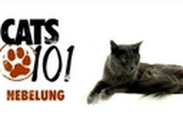 This is a subreddit dedicated to the breed of cats known as nebelungs. Cats 101 Nebelung Youtube