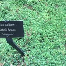 sedum plant types care and