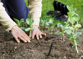 Early Spring Vegetable Gardening