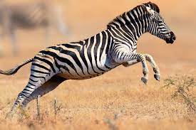 Zebra Running And Jumping Zebra Equus