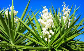If your yucca plant is getting too big for its pot, you can cut it in half and. How To Get Your Yucca Plant To Flower Earth Com Earthpedia