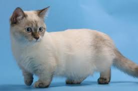The leading cause of allergies is the feline d1 (fel d1) present in. White Munchkin Cat Image