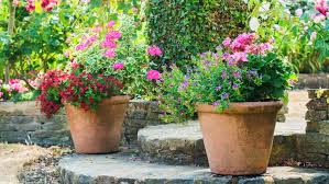 Shrubs For Planting In Containers
