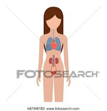 It must have optimum muscle development, neither too much fat. Colorful Silhouette Female Person With Respiratory And Renal Systems Of Human Body Clipart K67346183 Fotosearch