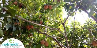 Its fruit is eaten in many latin american countries. Sapodilla Sapota Health Benefits Nutrition Uses Recipes And Side Effects