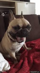Play on hover auto play. French Bulldog High Five Gif Page 1 Line 17qq Com