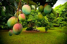 how to grow mangoes in california ehow