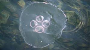 Bbc Wales Nature Wildlife Jellyfish