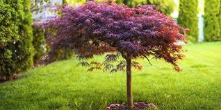 Choosing Caring For Japanese Maples