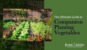 Companion Planting Vegetables