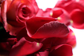 floribunda fragrance rose bloom