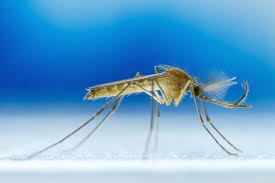 Image result for picture of a mosquito