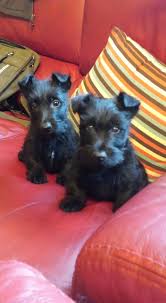 Contact pennsylvania scottish terrier breeders near you using our free scottish terrier breeder search tool below! Allow Springs Scottish Terriers In Ireland Home Facebook