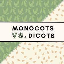 seeds germinate monocots vs dicots