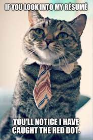 But that's none of my business: College Cat Is Looking For A Job Funny Animal Memes Silly Animals Funny Cats