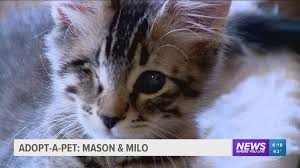 They provide these benefits to ensure the kitten's welfare, and give adopters peace of mind. Adopt A Pet Mew Cat Rescue In Bentonville 5newsonline Com