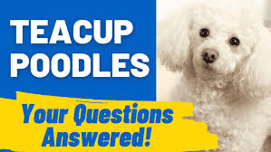 teacup poodles your questions answered