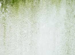 remove green and red algae from walls