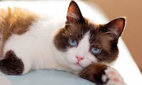 13 cat breeds with blue eyes bechewy