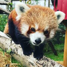Are you looking for animal facts for kids? Fun Facts About Red Pandas Red Panda Facts Info For Kids