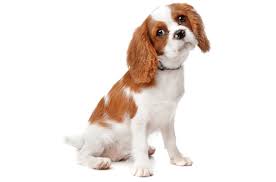 You could also look into pet stores and puppy farms, but make sure they are ethical. Cavalier King Charles Spaniel Puppies For Sale In Anaheim California Adoptapet Com