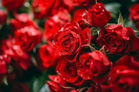 red roses bouquet stock photos images